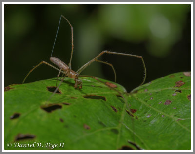 Longjawed Spider (Tetragnatha elongata)