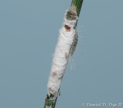 Mealybug (Stemmatomerinx acircula)