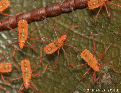 Leaf Footed Bug (Leptoglossus phyllopus)