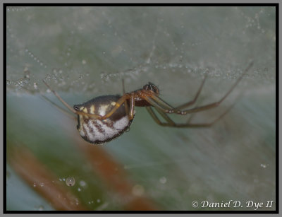 Bowl and Doily Spider (Frontinella pyramitela)