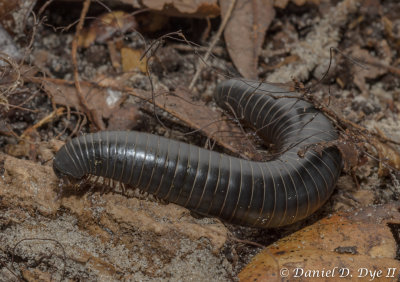  Millipede (Floridobolus floydi)