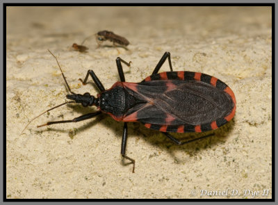 Eastern Conenose (Triatoma sanguisuga)