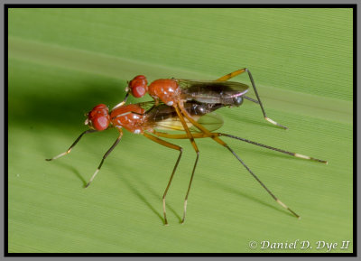 Red Stilt-Legged Fly (Grallipeza nebulas)