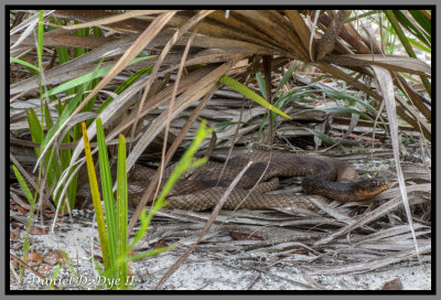 Non-venomous Snakes of Florida