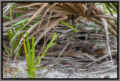 Eastern Coachwhip (Masticophis flagellum flagellum)