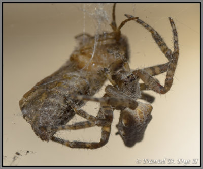 Colonial Tentweb Orbweaver (Cyrtophora citricola)