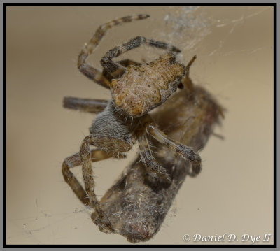 Colonial Tentweb Orbweaver (Cyrtophora citricola)