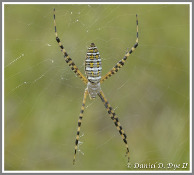 Banded Orbweaver Spider (Argiope trifasciata)
