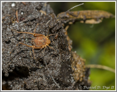 Harvestman (Vonones ornata)