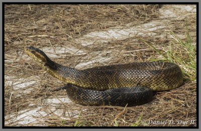 Florida Cottonmouth Snake (Agkistrodon piscivorus conanti)