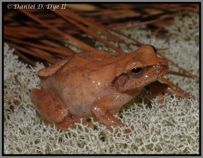 Spring Peeper (Pseudacris crucifer)