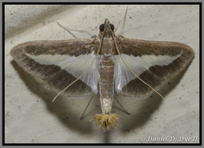 Melonworm Moth (Diaphania hyalinata)