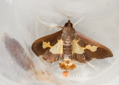 Pickleworm Moth (Daphnia nitidalis)