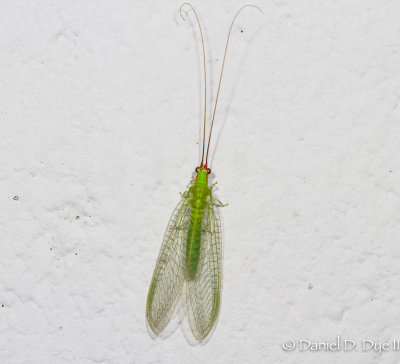 Lacewing (Chrysoperla sp.)