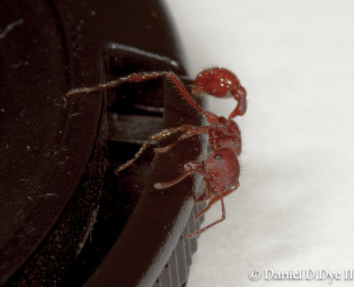 Florida Harvester Ant (Pogonomyrmex badius)