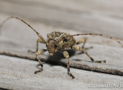 Coleoptera (Beetles) of Florida