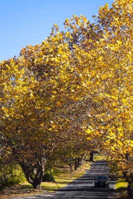 A Tunnel of Autumn Colour