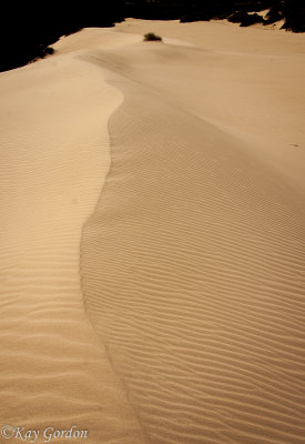 Up on the dunes