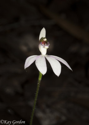 Another Finger Orchid