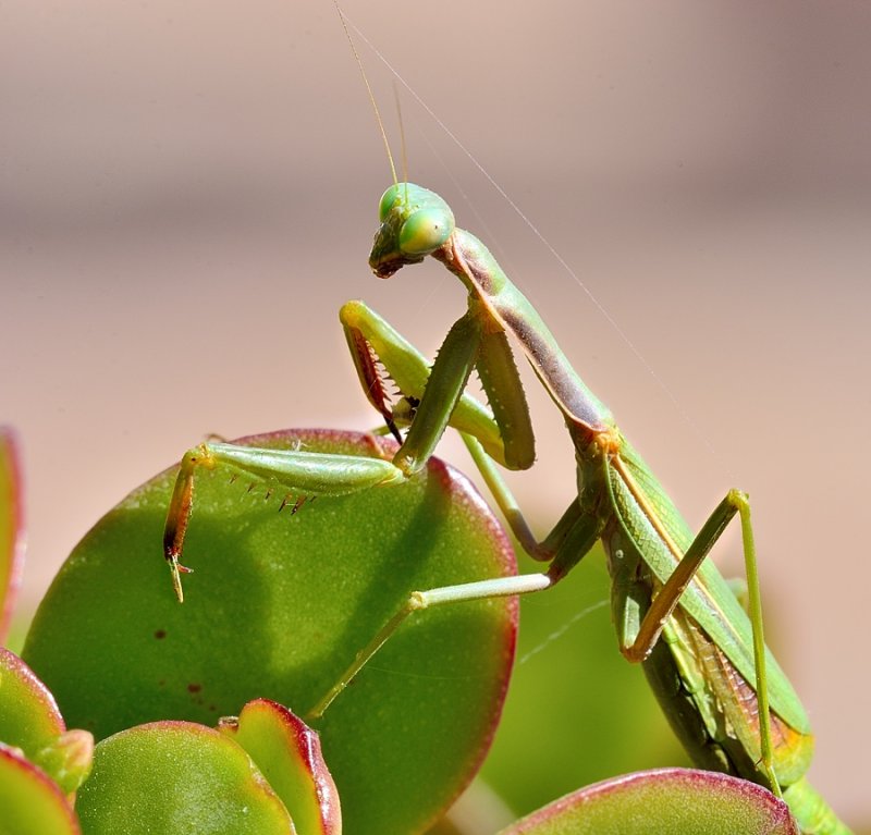 Mediterranean Mantis (Iris oratoria) 