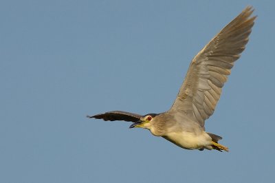 Night Heron