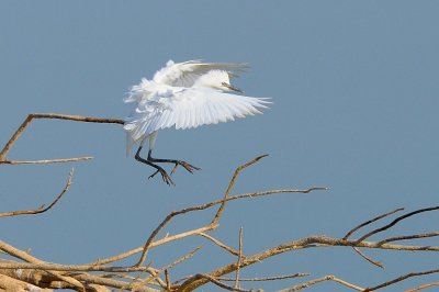 Young Egret landing