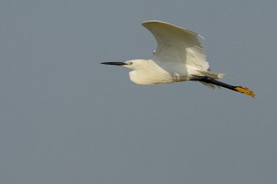 Little Egret