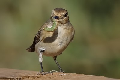 Pied Flycatcher (female)