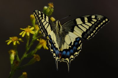 BUTTERFLIES