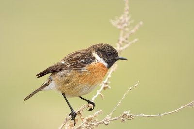 Stonechat (male)