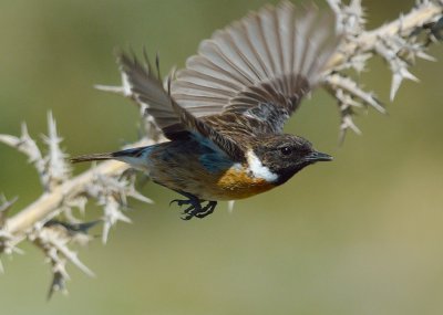 Stonechat (male)