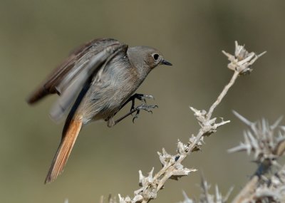 Black Redstart (female)
