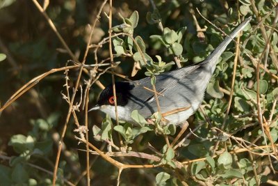 Sardinian Warbler (male)