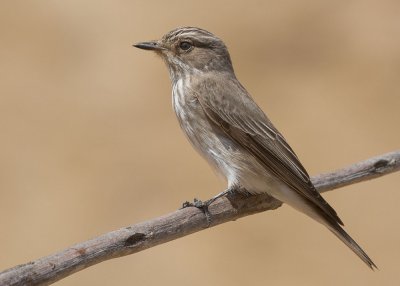 Spotted Flycatcher