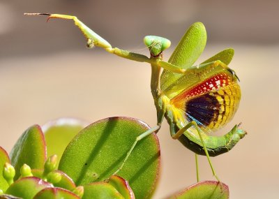 Mediterranean Mantis (Iris oratoria) 
