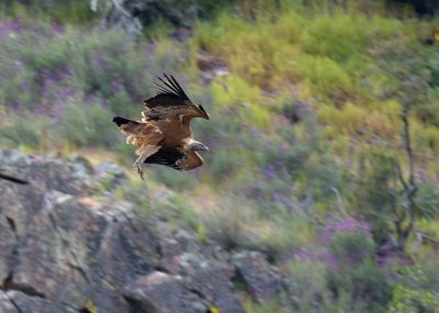 Griffon Vulture (Gyps fulvus)