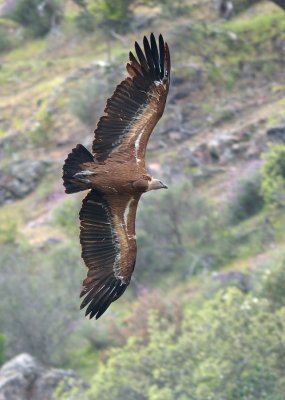 Griffon Vulture (Gyps fulvus)