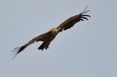 Griffon Vulture (Gyps fulvus)