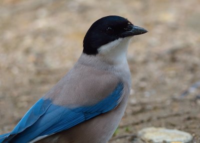 Iberian Azure-winged Magpie (Cyanopica cooki)