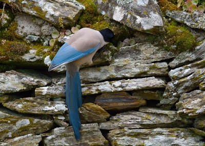Iberian Azure-winged Magpie (Cyanopica cooki)
