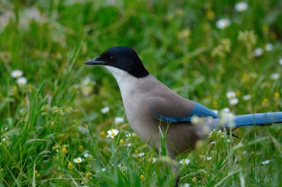 Iberian Azure-winged Magpie (Cyanopica cooki)