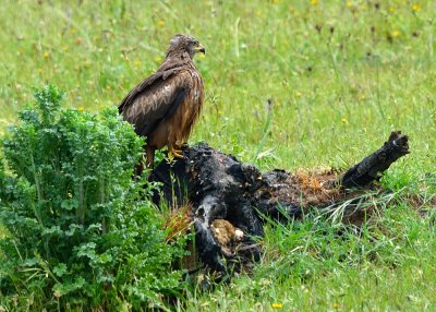 Black Kite (Milvus migrans)