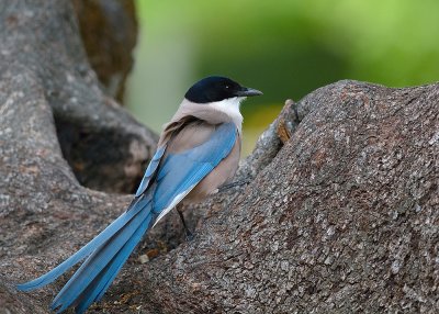 Iberian Azure-winged Magpie (Cyanopica cooki)