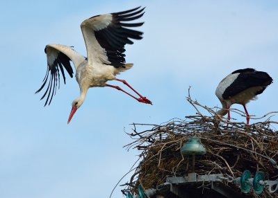 White Stork (Ciconia ciconia)