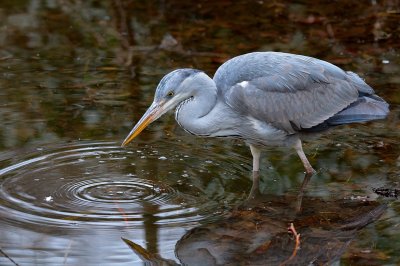 Grey Heron (Ardea cinerea)