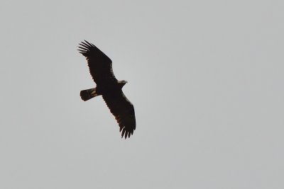 Spanish Imperial Eagle (Aguila adalberti)