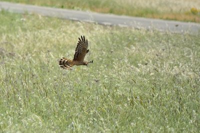 Montagu's Harrier (female)