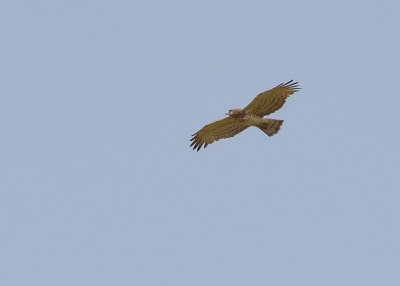  Short - toed Eagle