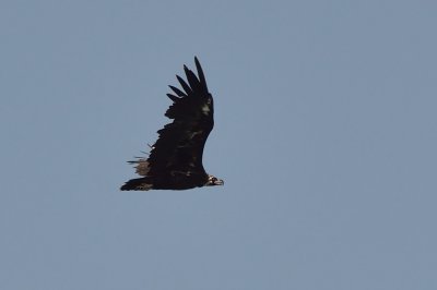 Black Vulture