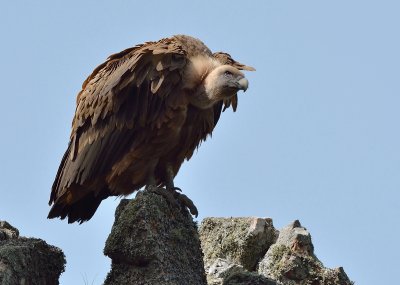 Griffon Vulture